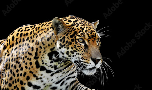 Beautiful jaguar portrait