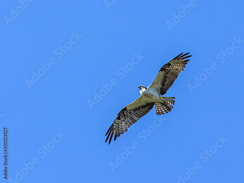 Osprey Squawking in the Sky