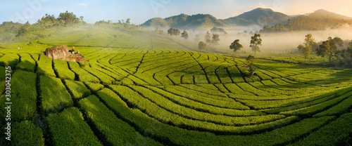 Tea plantation panorama at sunrise, Ciwidey, Java, Indonesia