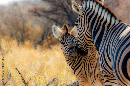 Zebras (mother and son) at Etosha national park in Namibia, Africa 