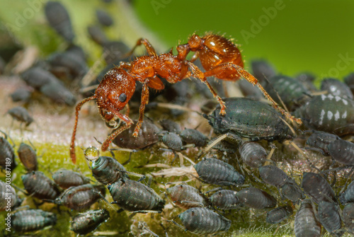 Ameise melkt Blattlaus, Gemeinschaft von Ameisen und Blattläusen, Gartenameise erntet Honigtau, Eine Blattlaus wird von einer Myrmica rubra gemolken, trinkt Honigtau vom Hinterleib einer Blattlaus
