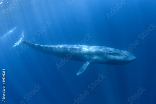 Płetwal błękitny pod wodą