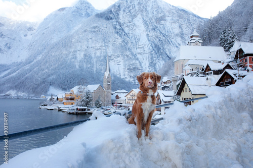 Dog in nature in winter. Nova Scotia Duck Tolling Retriever in the mountain town of Hallstatt in Austria.