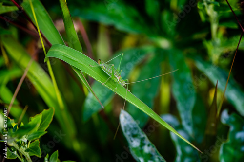 Nice big green grasshopper on grass nature close up macro insect