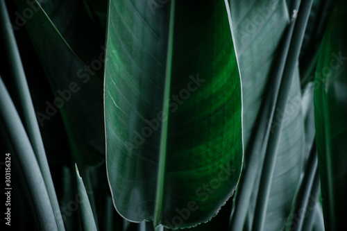 Dark green palm leaves against gray wall. Minimalism interior concept, Copyspace