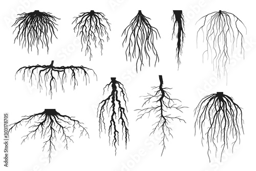 Tree roots silhouettes isolated on white, vector set of taproot and fibrous root systems of various plants, realistic black roots illustrations