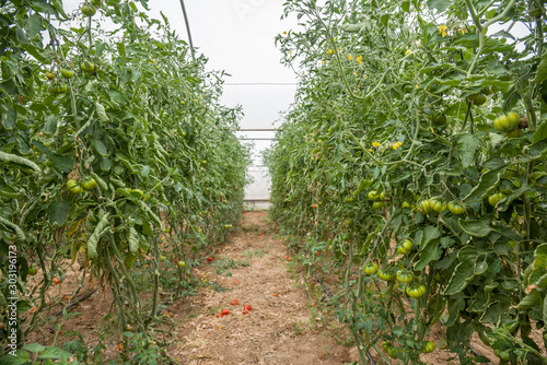 Pachino, Sicily, clusters of green tomatoes in greenhouses