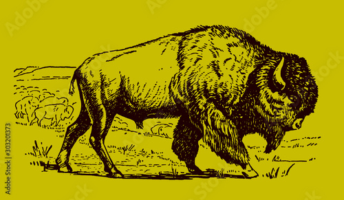 Male American plains bison in side view walking in front of herd, isolated on yellow-green background