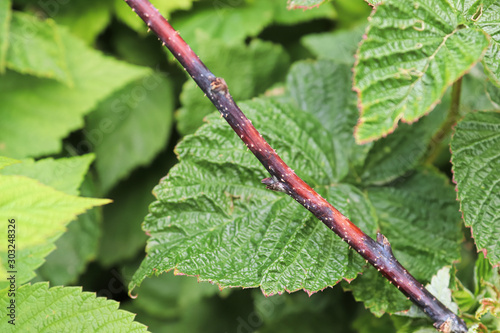 Closeup of a raspberry inflected with cane blight