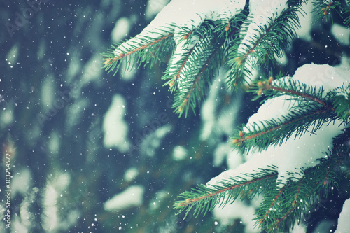 Winter Evergreen Christmas Tree Pine Branches With Snow and Snowflakes