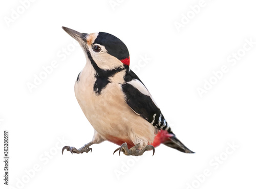 Male Great Spotted Woodpecker (Dendrocopos major), isolated, with White background