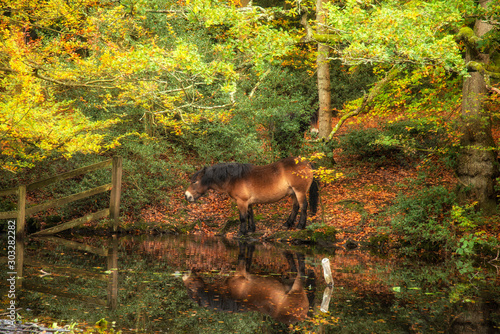 Stunning Autumn Fall colorful vibrant woodland landscape with wild pony by lake