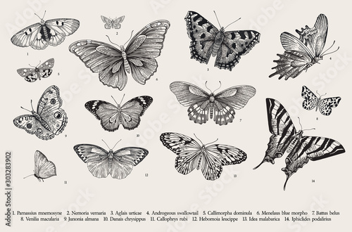 Butterflies. Set of elements for design. Vector vintage classic illustration. Black and white