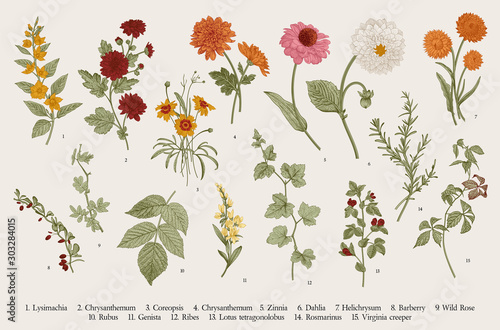 Vintage vector botanical illustration. Set. Autumn flowers and twigs. Colorful