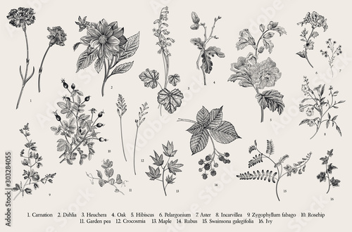 Vintage vector botanical illustration. Set. Autumn flowers. Black and white..