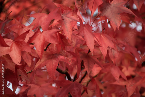 Red background from maple leaves.