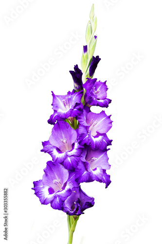 Isolated blossoming vivid purple violet huge gladiolus flowers close up in vertical format. Gladiolus flower on white background.