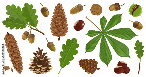 Acorn of oak cartoon vector set icon. Vector illustration autumn leaf and nut on white background.Isolated cartoon icon acorn and cone.