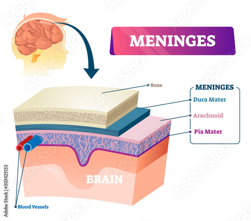 Meninges vector illustration. Labeled anatomy educational head layer scheme