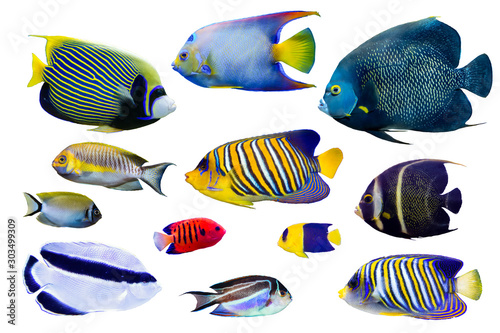 Set of Saltwater angelfish on white isolated background with clipping path such as french, regal, emperor and queen