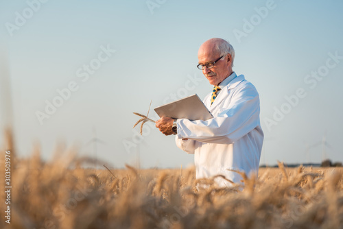 Researcher doing field test on new kinds of grain and wheat