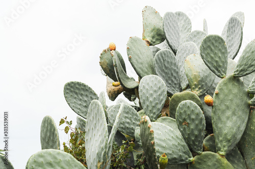 green prickly pear cactus with spikes in italy