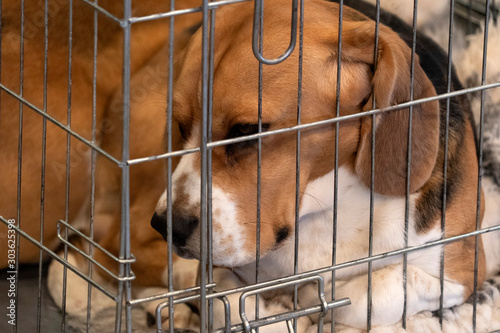 experiment Beagle dog in a cage