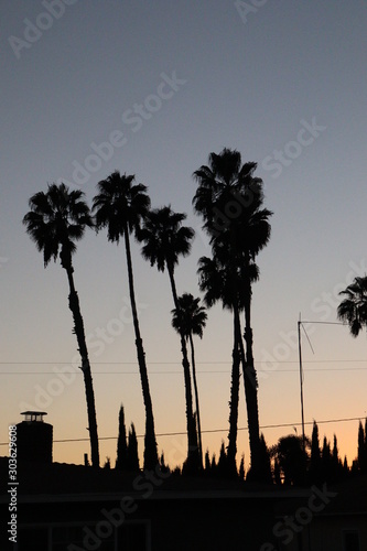 palm tree silhouette 