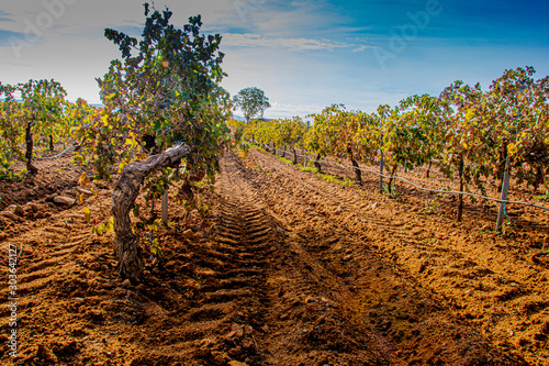 Vineyard plantation foreground. Cuellar. segovia Castile and Leon. Spain