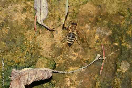 Honigbienen trinken Wasser für den Bienenstock, Apis mellifera