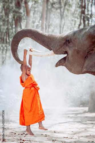 Novic buddhist monk are playing with elephants.Surin,Thailand.