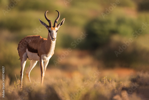 Springbok