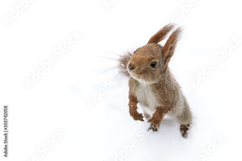 cute young red squirrel on white snow background, closeup view