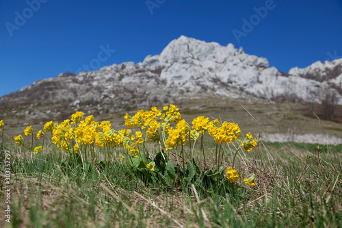 Primula auricula, often known as auricula, mountain cowslip or bear's ear on the Velebit mountain in early spring