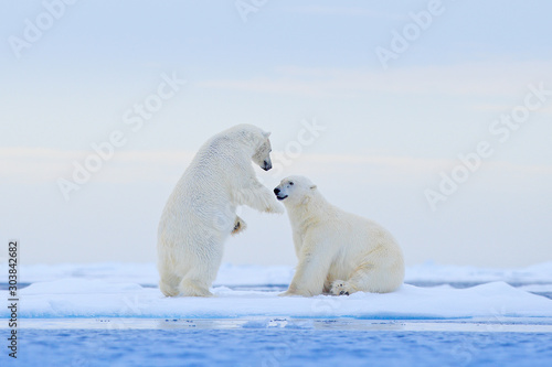 Polar bear dancing on the ice. Two Polar bears love on drifting ice with snow, white animals in the nature habitat, Svalbard, Norway. Animals playing in snow, Arctic wildlife. Funny image from nature.