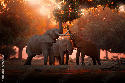 Elephant feeding feeding tree branch. Elephant at Mana Pools NP, Zimbabwe in Africa. Big animal in the old forest. evening light, sun set. Magic wildlife scene in nature.