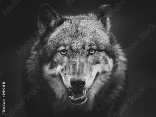 Straszny ciemnoszary wilk (Canis lupus)