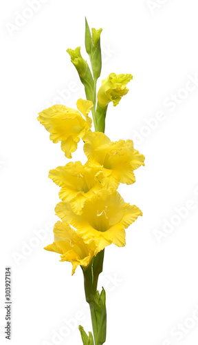 Branch of a gladiolus yellow flower isolated on white background. Flat lay, top view