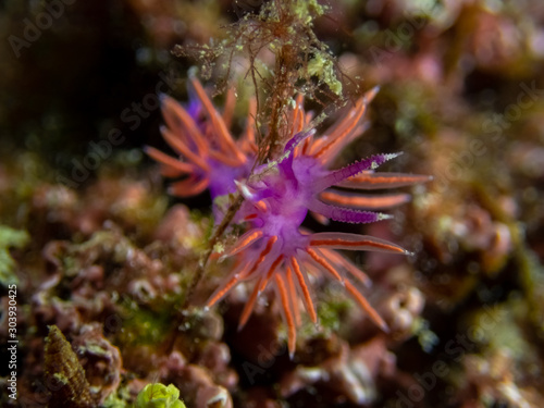 Paraflabellina ischitana seaslug purple with red cerata