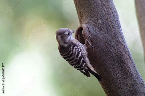 japanese pigmy woodpecker