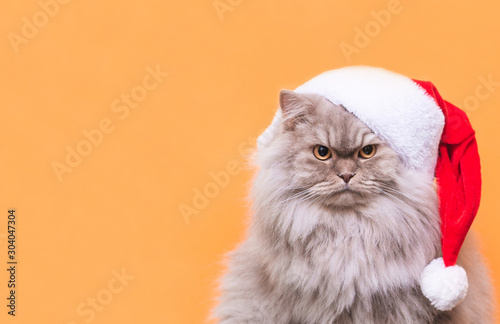 Close-up photo of a fluffy gray cat in a Christmas hat on an orange background. Cat in a hat Santa is isolated on an orange background. Pets at Christmas. Copyspace