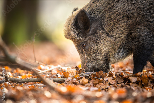  Wild Boar Or Sus Scrofa, Also Known As The Wild Swine, Eurasian Wild Pig