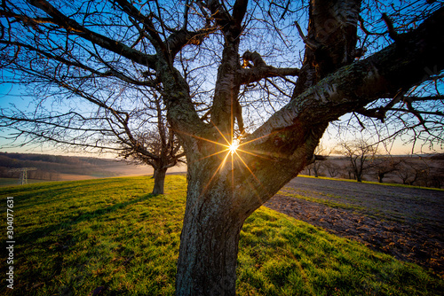 Tree trunk and early morning sunrise in spring