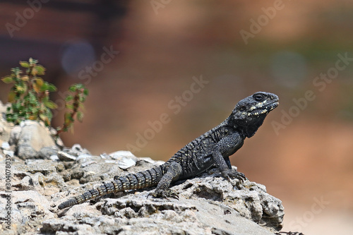 A roughtail rock agama, aka starred agama (Stellagama stellio), on a stone retaining wall.