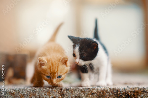 Beautiful Ginger Kitten Exploring the World