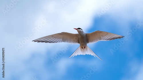 Arctic tern flying in a cloudy blue sky close up with his wings outstretched and looking to his right