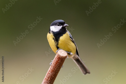 A great tit sitting on a twig