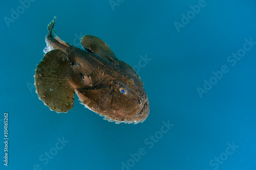Frog Anglerfish
