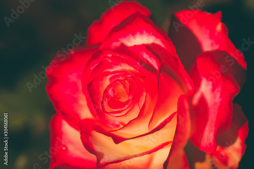 Close up rose flower in vintage and matte color with blur background.