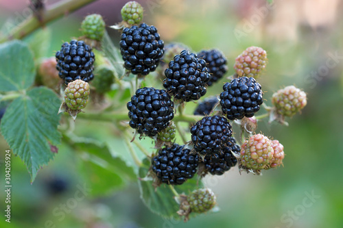 close up of ripe blackberry in a garden